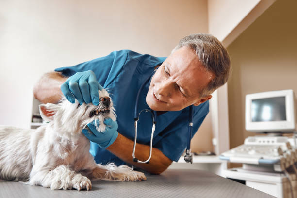 Best Emergency Dental Extractions in Fountain Hill, PA